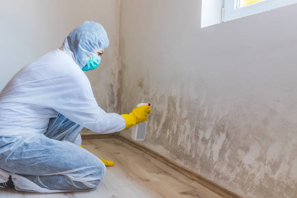 Licensed Commercial Mold Remediation service in Edwardsburg, MI - WQB Mold Removal