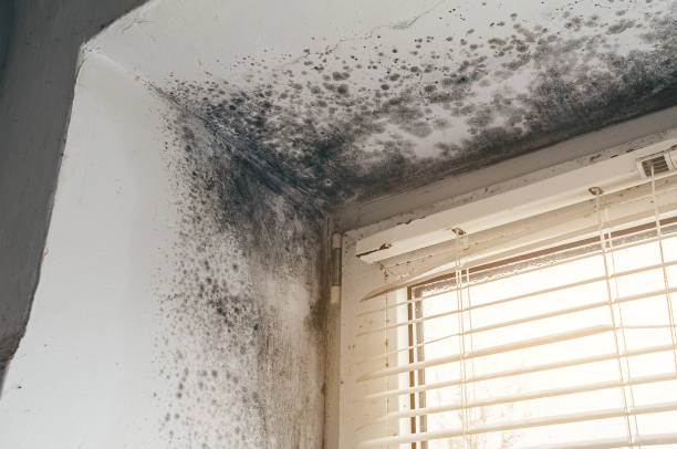 Affordable Commercial Mold Remediation solutions in Edwardsburg, MI
